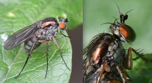 Dolichopus griseipennis